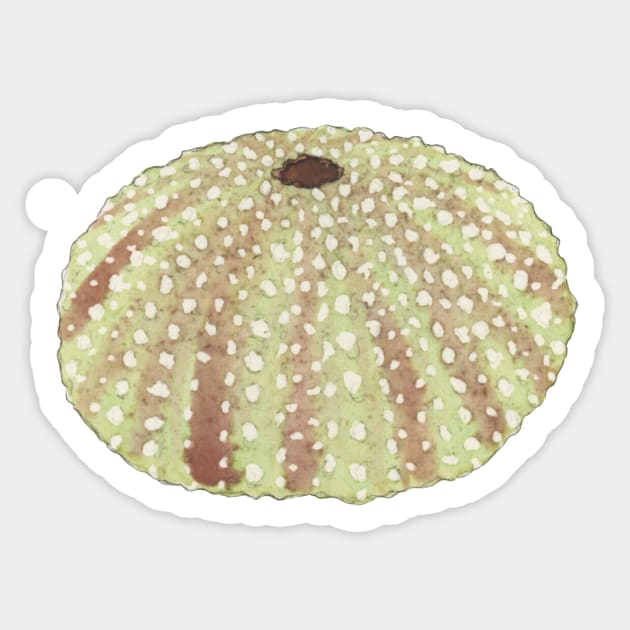Pastel Watercolor Sea Urchin Shell Sticker by StephJChild